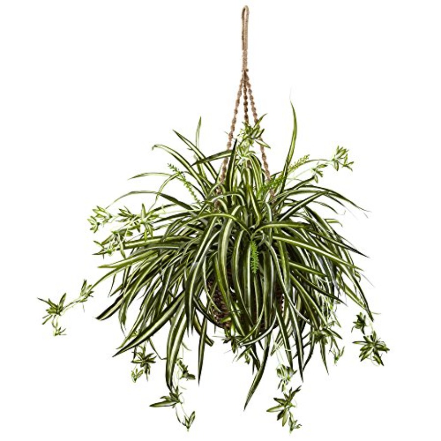 Spider Plant Hanging Basket fo - Spider Plant Hanging ulasan dan harga