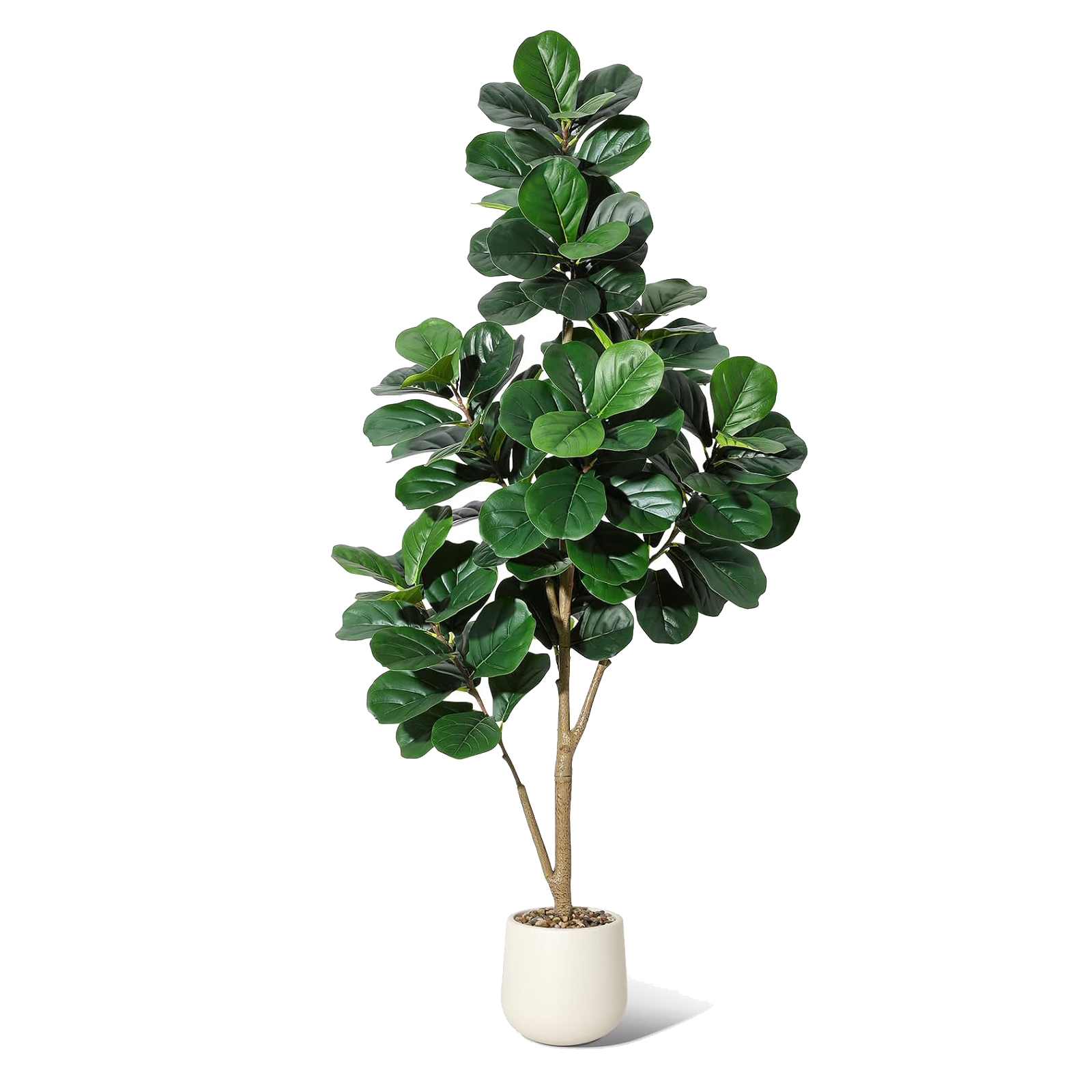 4-7 FT Fiddle Leaf Fig Tree Ar - Ficus Lyrata Tree ulasan dan harga