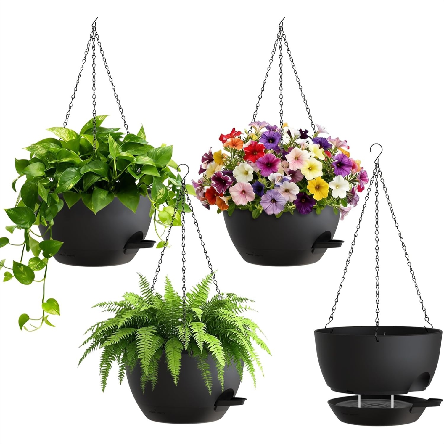 8 Inch Self Watering Hanging P - Spider Plant Hanging ulasan dan harga