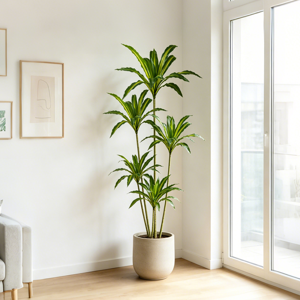 80-165cm Large Artifcial Draca - Dracaena Marginata ulasan dan harga