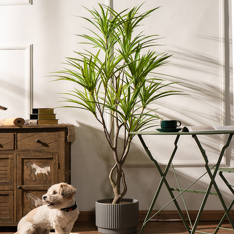 90-180cm Large Artificial Tree - Dracaena Marginata ulasan dan harga