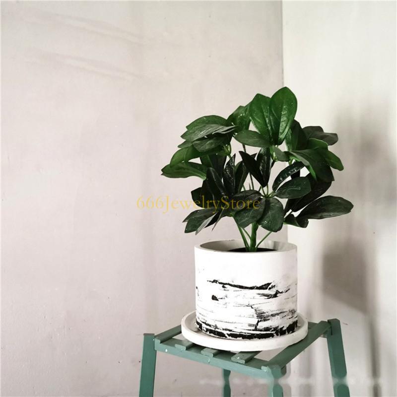 F2TD Large Round Concrete Flow - Echeveria Succulent ulasan dan harga