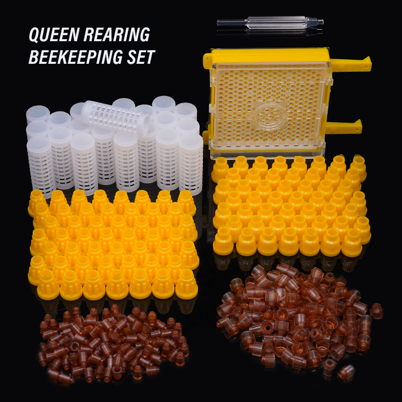 Germany Jenter Queen Rearing K - Begonia Rex ulasan dan harga