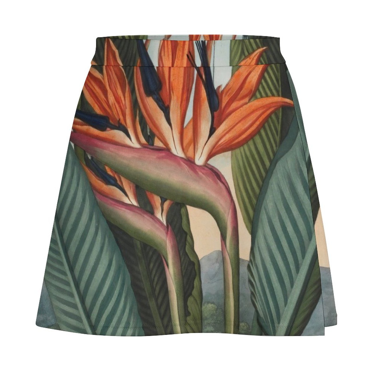 Botanical illustration: Bird o - Bird Paradise Strelitzia ulasan dan harga