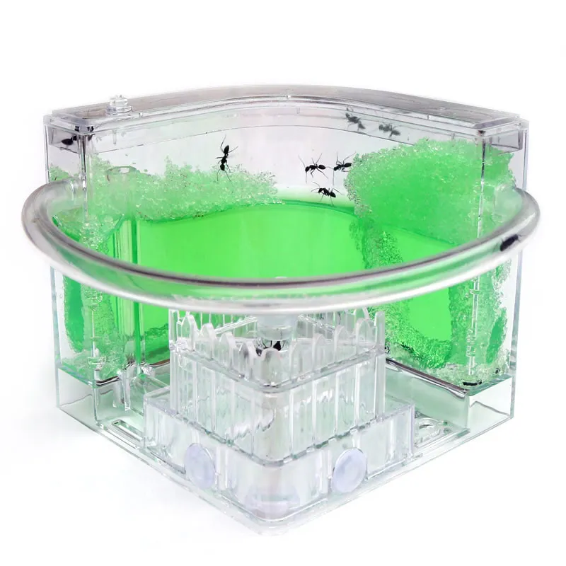 Ant Workshop Roller Coaster Ec - Begonia Rex ulasan dan harga