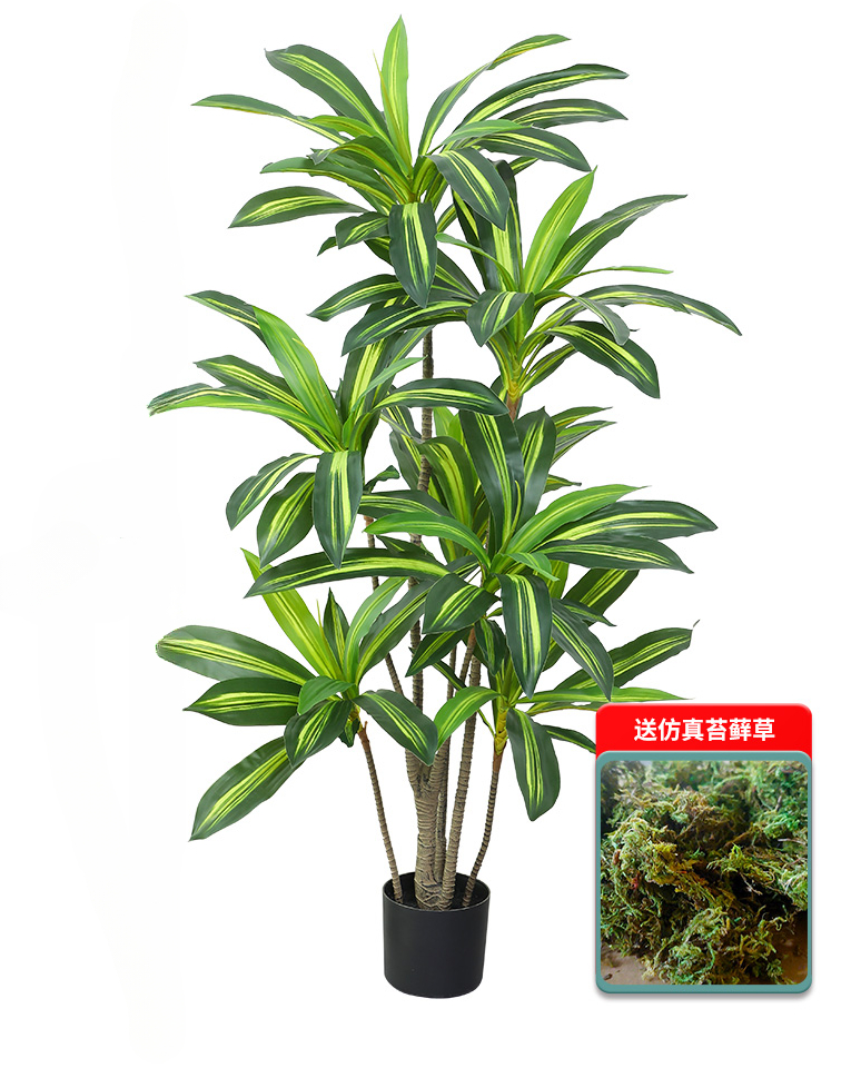 Nordic Wind Large Simulation P - Dracaena Marginata ulasan dan harga